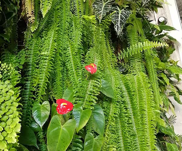 Jardines verticales naturales con helechos y anturio